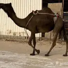 مجاهيم لقحه وخفوت وعشراء ابل طيبه
