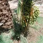 نخل فسايل مثمره
