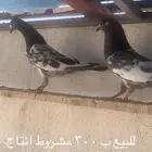حمام باكستاني