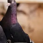 زكر قطيفي اسود مذيل معقد