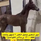 مهر شعبي
