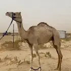 للبيع قعود طيب