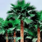 نخل واشنطني 053.028.1804