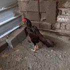 ديك باكستاني ماديا مشجر