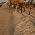 فحل كفو احمر كناني على الشروط
