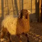 خروف عمره ست شهور مغلق شحم الموقع سوق الغنم