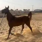 فرس عمرها 3 سنوات و8 شهور تحتها مهر ولقاح