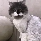 قطه للبيع (هجين راغدول وشيرازي) جميله ونظيفه (محلوق لها )