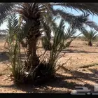 مشروع دواجن