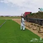 للبيع نجيله خضراء عشب اخضر طبيعي