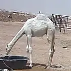قعود للبيع