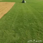 ثيل طبيعي سي الفين (C2000) صافي ونقي على الشرط شكل جمالي وخض