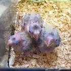للبيع فروخ كروان