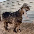 تيس اصفر مجعد عارضي