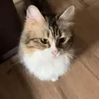 قطع للتبني