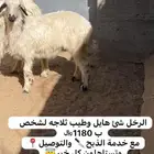 رخل بلديه كفو
