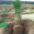 جثايث خلاص