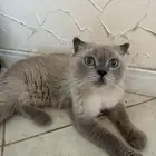 قط سكاوتش لتبني  ينجب اطفال