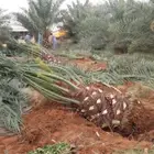 ازاله نخل واشنطني وعربي