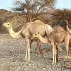 خلفات للبيع