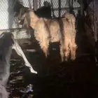 تيس للبيع مستعجل على بعيته