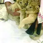 نقل حيوانات مفترسة لدول الخليج