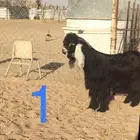 فحول عوارض اجم وبقرون