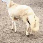للبيع حري