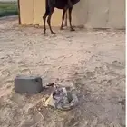 قعود مجهم مفرود طيب للبيع
