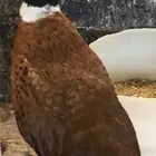 طير الفزن الأمريكي ( فزن أمريكي )
