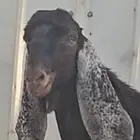 الفحل القادم تيس عارضي جذع اجم احمر نادر