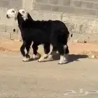 تم البيع