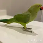 تبني فندقة طيور والحمدلله عندي خبره جيده جدا