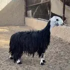 نجديه ثنيه دافع