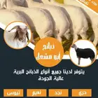 ذبايح ابو مشعل  الرس