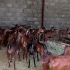 ماعز دهم مراح