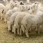 خرفان بلديات نظيفه جدا كرامات وثلاجه يوجدتوصيل نجران