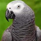 ببغاء كاسكو جوز