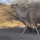 شقحا مزاين لقحه كفو