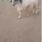تيس فحل للبيع