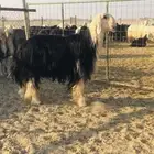 فحل نجدي كفو