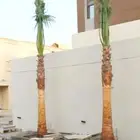 نخل وشنطني واشنطن زينه امريكي