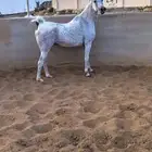 فرس واهو لقاح مستوردة من امريكا