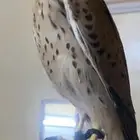 شبوط وحش