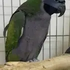 دره دربيان من النوادر