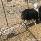 للبيع رخل نجديه شمال ينبع