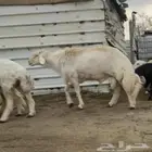 فحل خروف توه كسر رباع