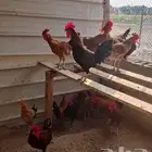 عدد 16 ديك بلدي انتاج المزرعة مليجة