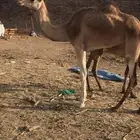 بكره هجن اصيل بنت ولد السيف