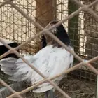 فروخ لكنفيلدر نوادر
